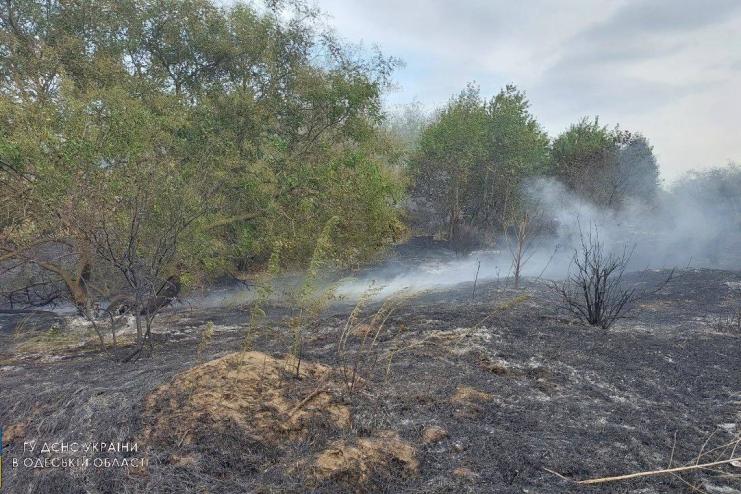 Горіло 28 гектарів: на Одещині вогонь з сухої рослинності перекинувся на ліс
